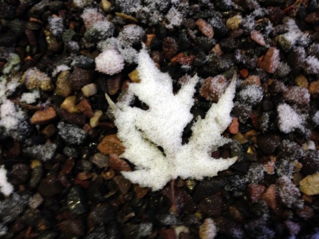 Maple Leaf SNOW